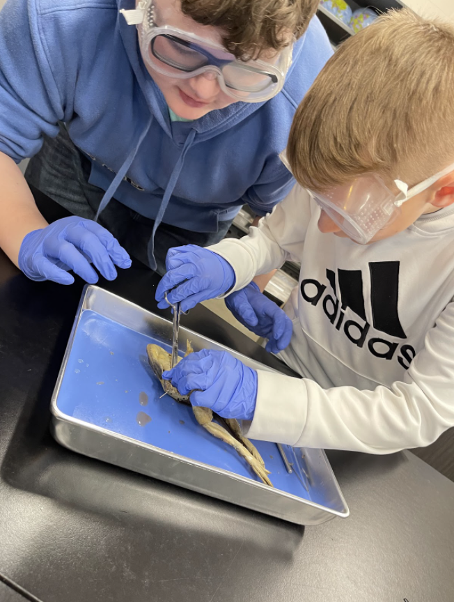 7th-grade frog dissections