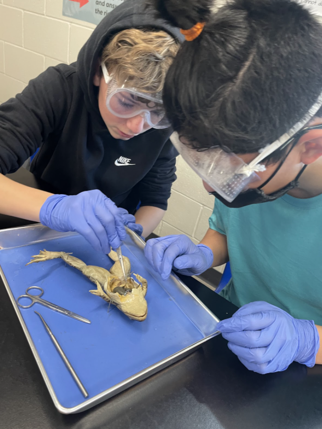 7th-grade frog dissections